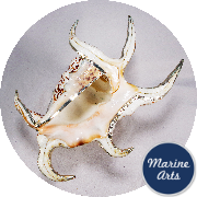 8485 - Spider Chiagra Shell Dish